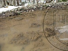 Лягушка малоазиатская 004